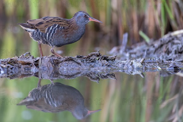 Water rail