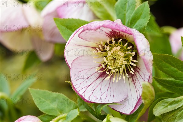 hybridus Harvington picotee Lenten rose hellebore