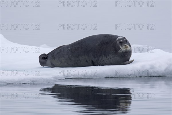 Bearded seal