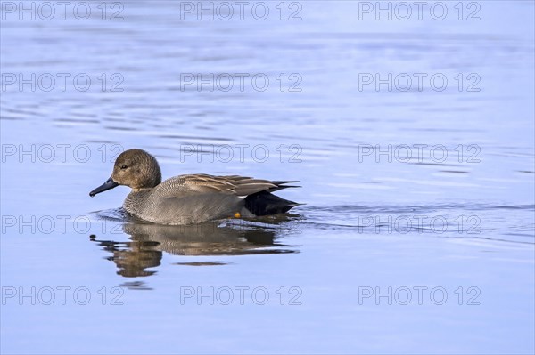 Gadwall