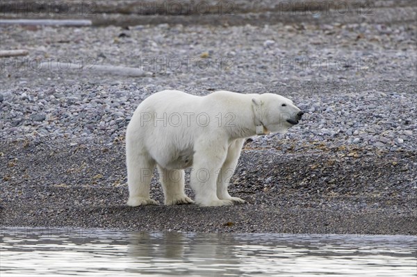 Polar bear