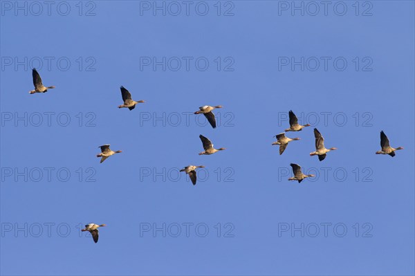 Migrating greylag goose