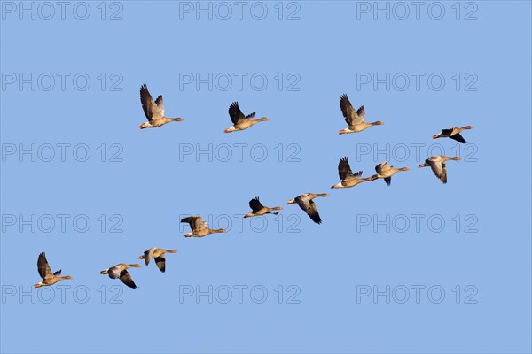 Flock of migrating greylag geese