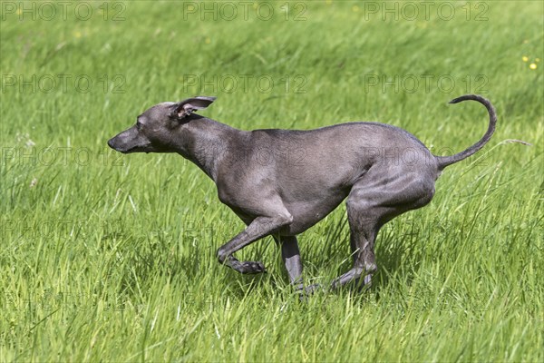 Italian Greyhound