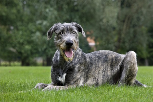 Irish wolfhound