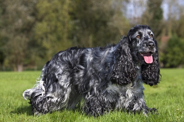 English Cocker Spaniel