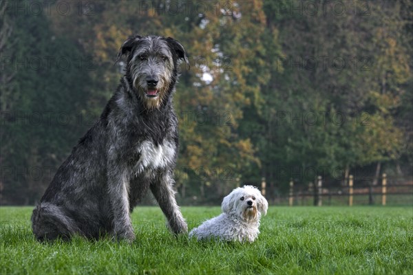 Irish wolfhound with white Maltese dog in garden