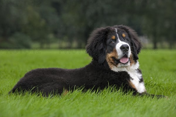 Bernese Mountain Dog