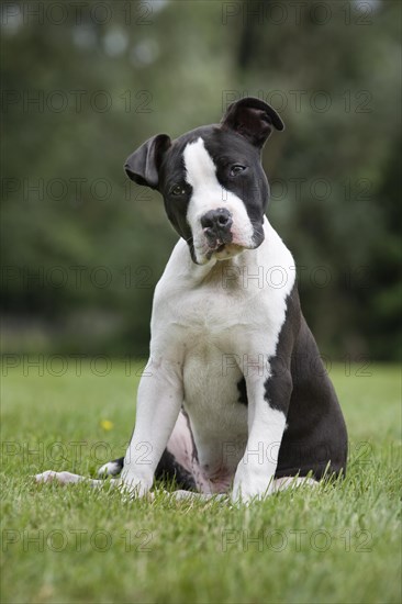 American Staffordshire terrier