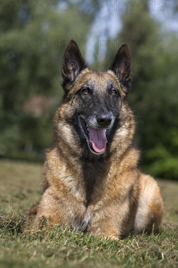 Belgian Shepherd Dog