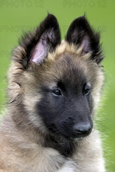 Young Belgian shepherd Tervueren