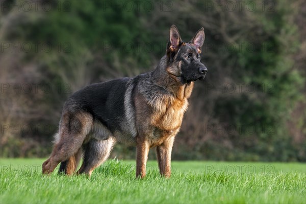 German shepherd dog