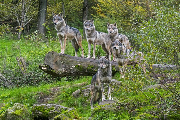 Wolf pack of five Eurasian wolves