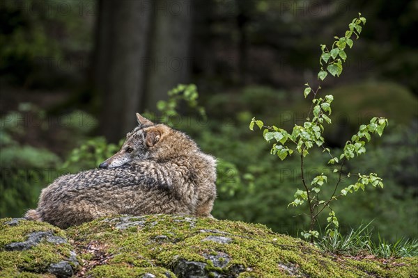 European grey wolf