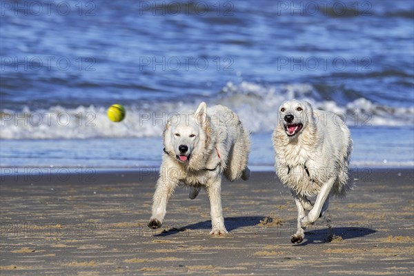 Two Berger Blanc Suisse dogs