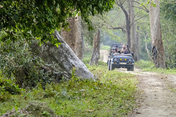 Safari jeep on a gravel road in forest through forest in Kaziranga National Park