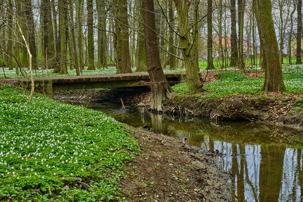 The Lasker Auenwald nature reserve in the Sorbian settlement area in spring