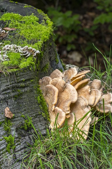 Giant polypore