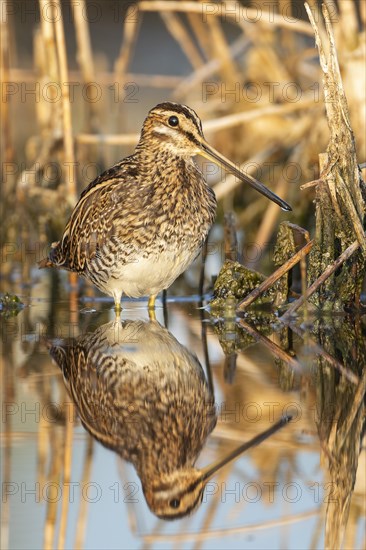 Common snipe