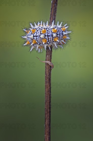 Caterpillar of the Red spotted fritillary