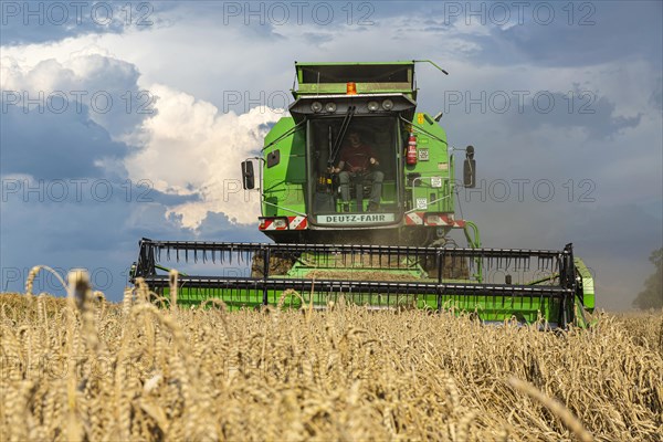 Grain harvest under thunderclouds