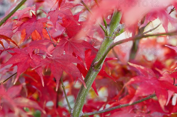 Acer palmatum