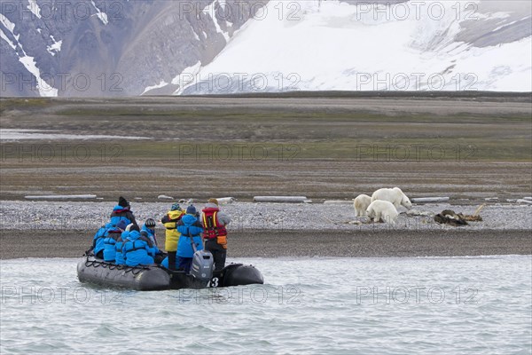 Eco-tourists in Zodiac boat watching scavenging polar bears