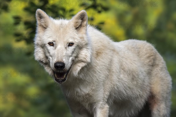 Hudson Bay wolf