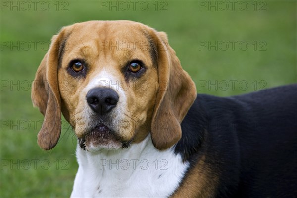 Beagle