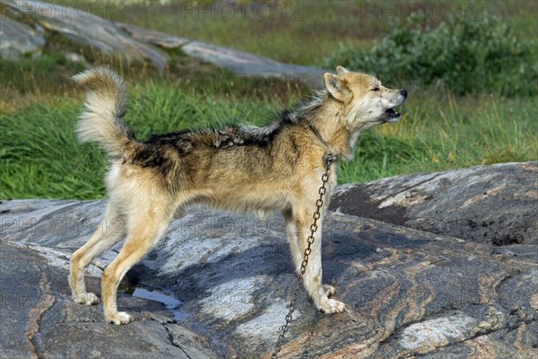 Greenland dog