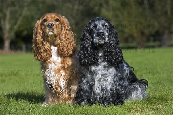 Two English Cocker Spaniels