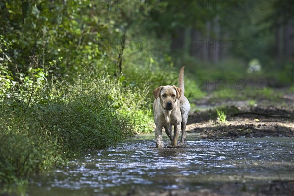 Labrador dog walking through puddle in forest