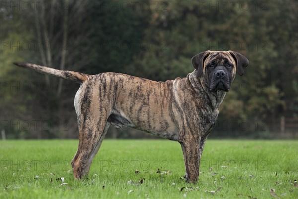 Boerboel