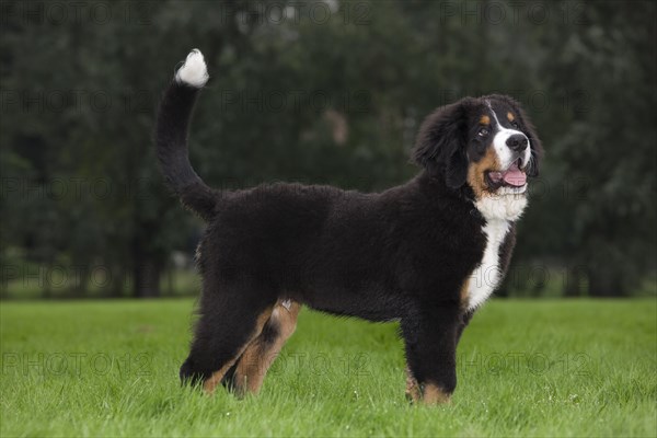 Bernese Mountain Dog