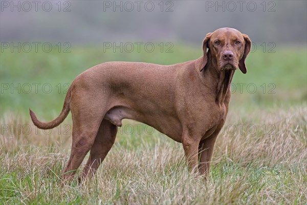 Hungarian Vizsla