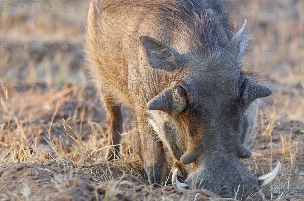 Common warthog