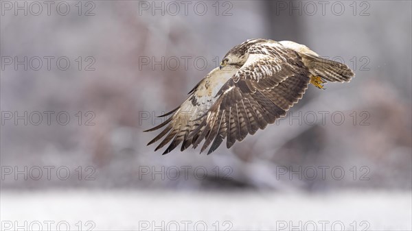 Common steppe buzzard