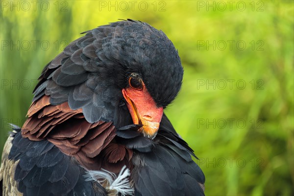 Bateleur