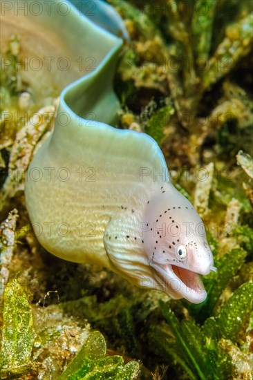 Small geometric moray