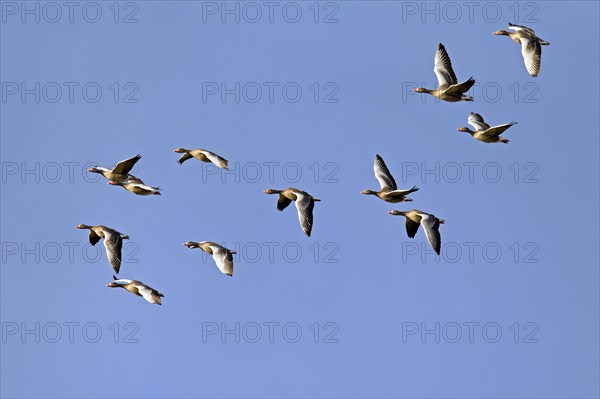 Greylag Geese