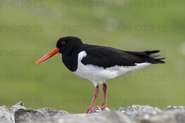 Common pied oystercatcher