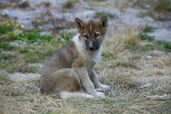 Greenland dog