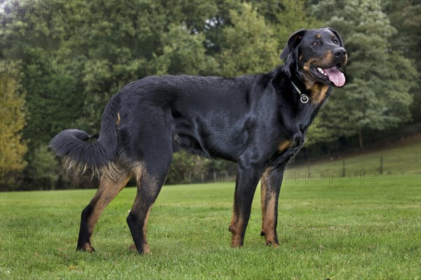 Beauceron dog