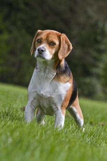 Tricolour Beagle dog in garden