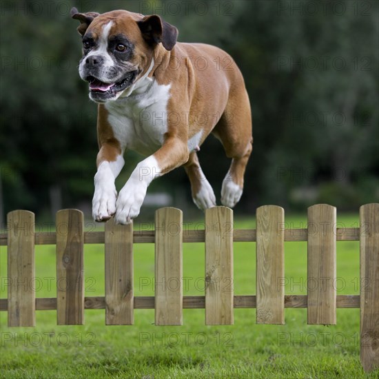 Boxer dog