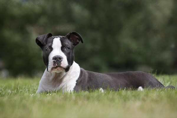 American Staffordshire terrier