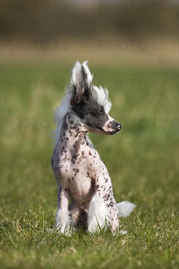 Chinese crested dog