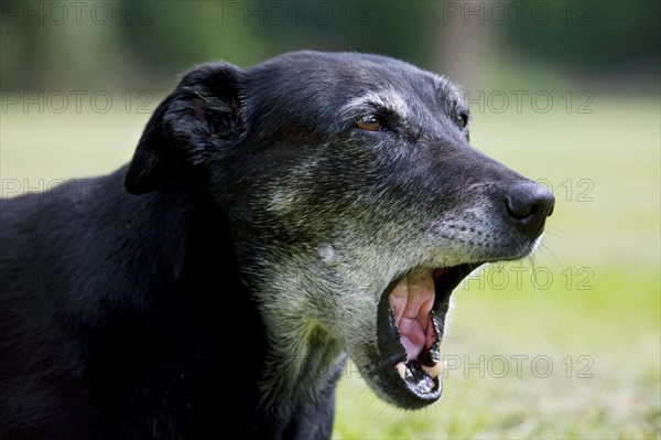 Close-up of howling mongrel showing open mouth in garden