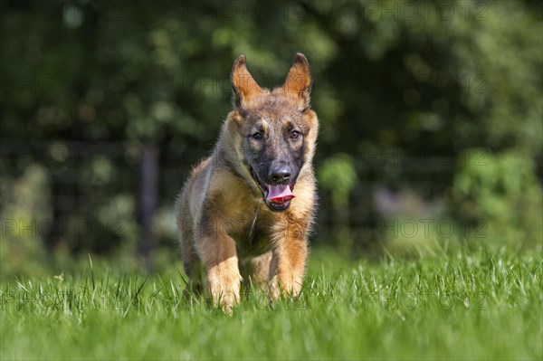 German shepherd dog