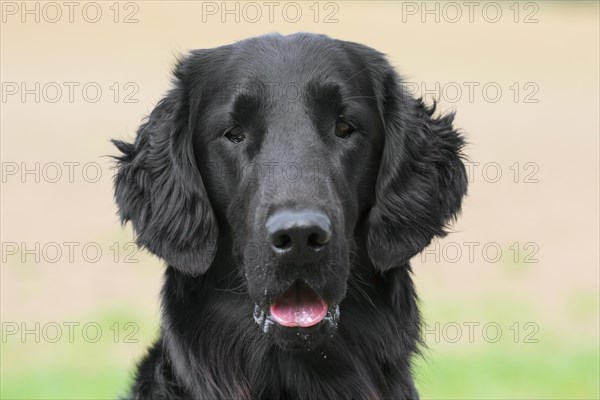 Black flat-coated retriever in field